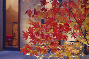 特別鑑賞会 神坂雪佳 楓紅葉図 茶室 古香庵 京都 細見美術館